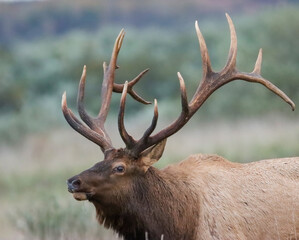 Gorgeous Massive Elk Bull Autumn Fall Rut Action 8x7 7x7