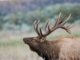 Massive Gorgeors Elk Bull Rut Bugle Flehmen Response Battle Action 8x7 8x8 7x7