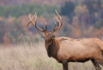 Gorgeous Massive Elk Bull Autumn Fall Rut Action 8x7 7x7