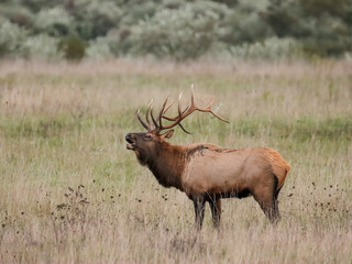 Massive Gorgeors Elk Bull Rut Bugle Flehmen Response Battle Action 8x7 8x8 7x7