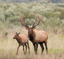Massive Gorgeors Elk Bull Rut Bugle Flehmen Response Battle Action 8x7 8x8 7x7