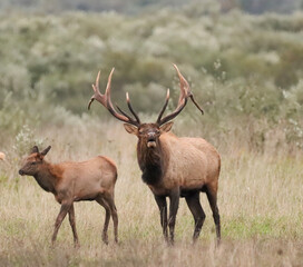 Massive Gorgeors Elk Bull Rut Bugle Flehmen Response Battle Action 8x7 8x8 7x7