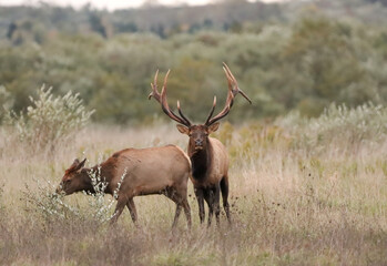 Massive Gorgeors Elk Bull Rut Bugle Flehmen Response Battle Action 8x7 8x8 7x7