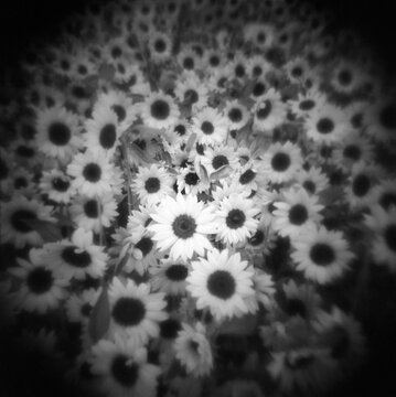 Black and white image of a field of sunflowers