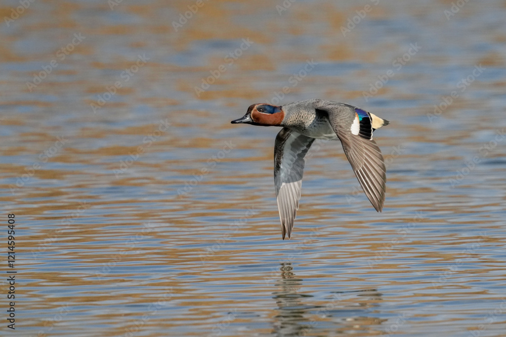 Sticker teal in a pond