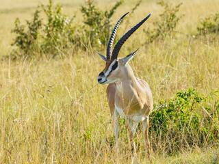 Gazelle de Grant
