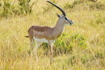 Gazelle de Grant