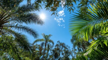 Fototapeta premium A sunny tropical climate with clear blue skies, palm trees swaying in the breeze, and warm temperatures.