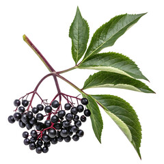 elderberry Delights: Fresh & Juicy Collection