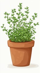 Obraz premium Thyme Plant Growing in a Terracotta Pot