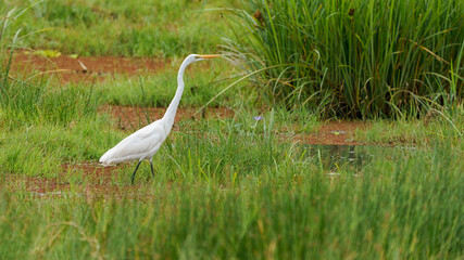 Grande Aigrette