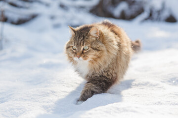 winter portrait of beautiful cat outdoors, fluffy ginger Siberian cat in snow, lovely pet