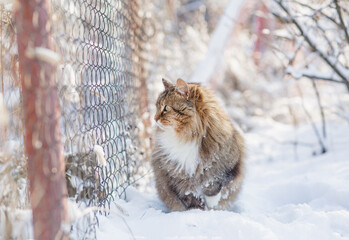 winter portrait of beautiful cat outdoors, fluffy ginger Siberian cat raise paw up standing in...