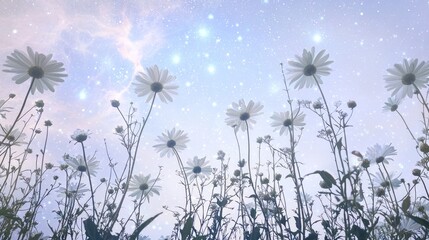 Obraz premium Majestic Giant Daisies Against Starry Sky at a Tranquil Orchard