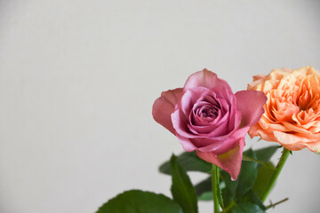 紫とオレンジ色のばら