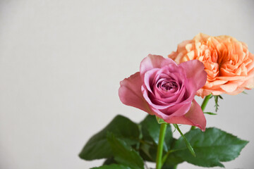 紫とオレンジ色のばら