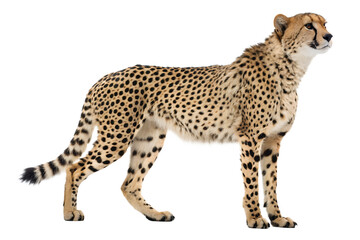 Cheetah animal, white background