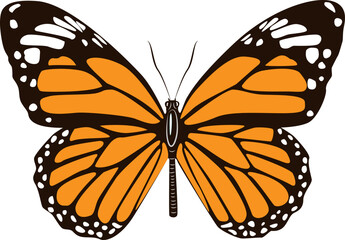 butterfly isolated on white background.The butterfly spreads its wings and is ready to fly.