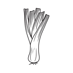 A black and white line drawing of a leek with long, layered leaves and small roots. Hand drawn vector sketch illustration in doodle engraved vintage style. Botanical illustration, cooking