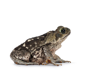 Large Rhinella Marina or Cane toad, sitting side ways. Looking away from camera. Isolated on a white background.