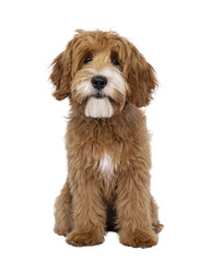 Happy labradoodle dog puppy sitting up facing front. Looking straight to camera with closed mouth. Isolated cutout on a transparent background.