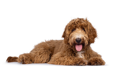 Cute Cobberdog aka Labradoodle dog, laying down sode ways. Looking curious towards camera. isolated...