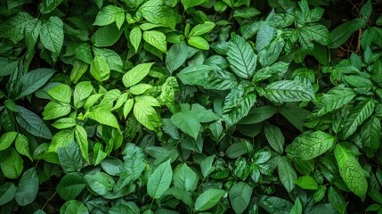 A variety of green, lush plants growing in a dense forest, capturing the richness and diversity of nature