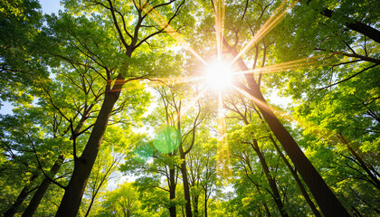 Obraz premium Sunlight streaming through vibrant trees in lush forest, nature's tranquility