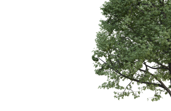 Tropical tree leaves and branch foreground