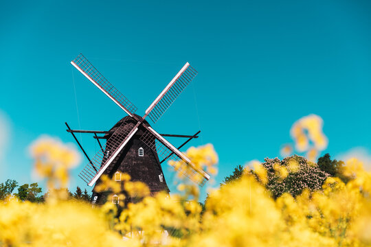 Old Windmill in Sweden with blooming rapeseed meadow in the foreground during spring on a sunny day and bright blue sky - Scandinavian landscape