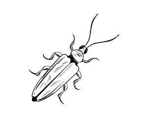 Bug in engraving style. Beetle vector. Hand drawn illustration insect in monochrome black and white colors. Entomology, Myriapoda. Engrave drawing painted by black inks