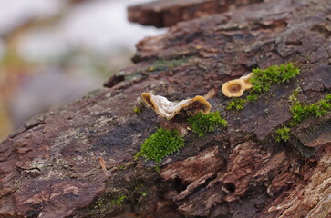 A miniature tree fungus