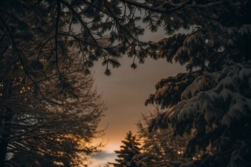 Fototapeta premium Sunset Through Snowy Branches