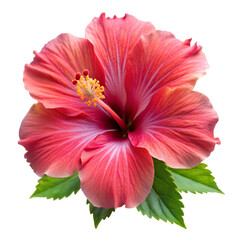 Hibiscus isolated on transparent background