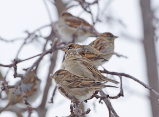 String of House Sparrows. Passer domesticus