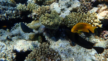 Sulphur damselfish or sulphur damsel (Pomacentrus sulfureus) undersea, Red Sea, Egypt, Sharm El Sheikh, Montazah Bay