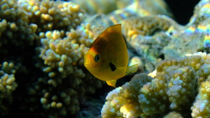 Sulphur damselfish or sulphur damsel (Pomacentrus sulfureus) undersea, Red Sea, Egypt, Sharm El Sheikh, Montazah Bay