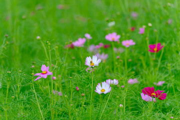 緑の草原に彩りを添えるコスモスの花