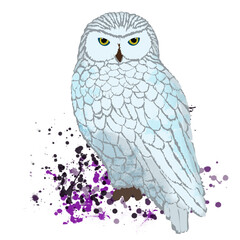 Polar owl, white bird. Isolated image on white background. Splash of colors, bright image. Can be used as a print on clothing