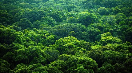 A view of a dense tropical rainforest canopy from above, with layers of green stretching out as far as the eye can see.