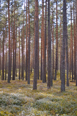 Fototapeta premium Sunlight filters through tall, slender pine trees in a dense forest, illuminating the mossy undergrowth.