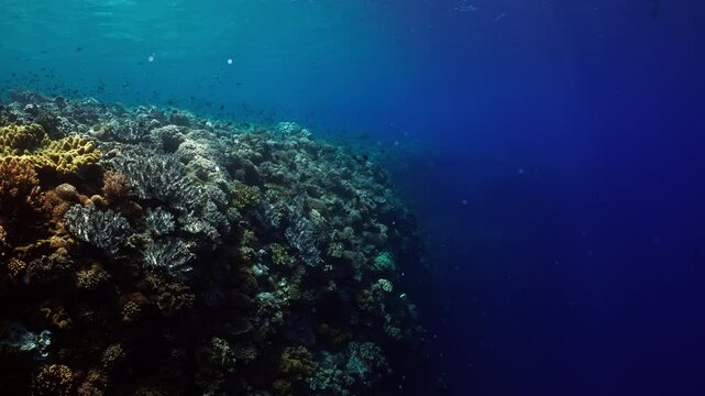 Sun Rays ligthning the Coral Reef - Indonesia