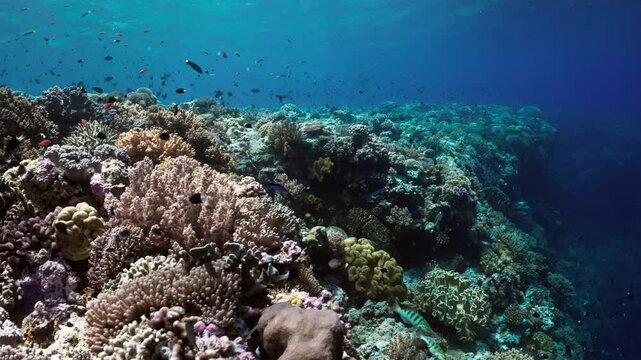 Sun Rays ligthning the Coral Reef - Indonesia