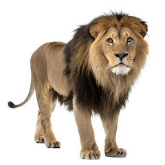 Fototapeta premium Lion.