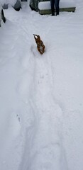 Dog in the snow