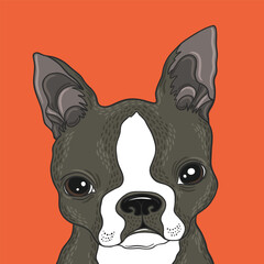 Boston Terrier Portrait