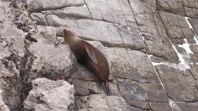 4K, long-nosed fur seal, Arctocephalus forsteri, Admirals Arch, Kangaroo Island Australia