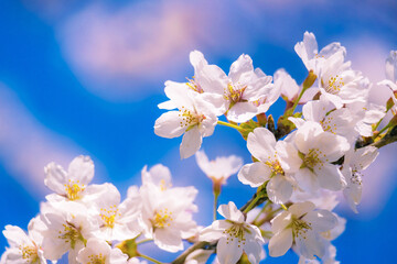 桜花と青空