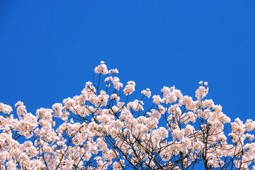 桜花と青空