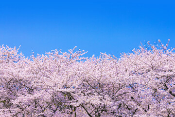 桜花と青空